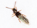 Carpelimus bilineatus